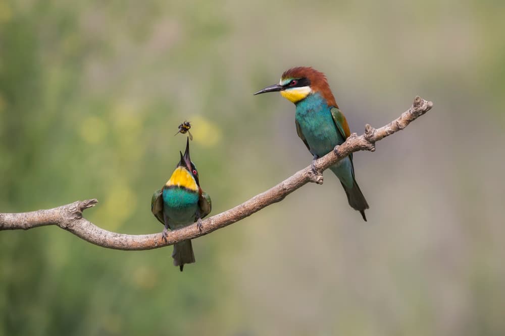 Bee-eaters Catching Bee by Madison — canvas wall art