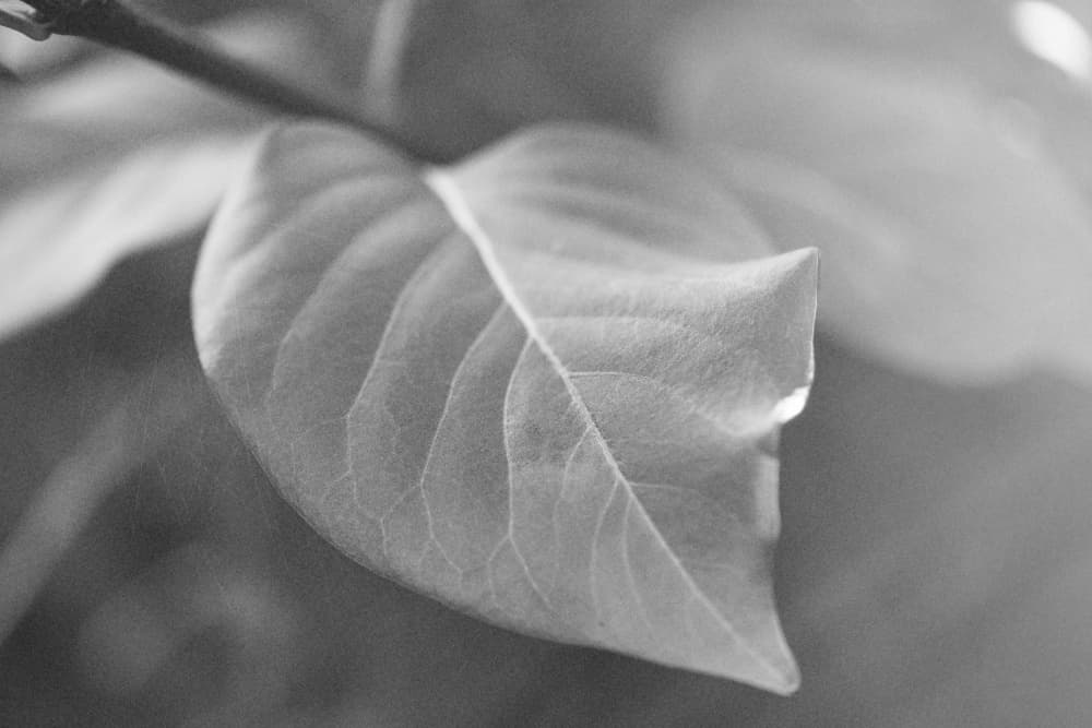 Dewdrop on Leaf by Lynann Colligan — canvas wall art