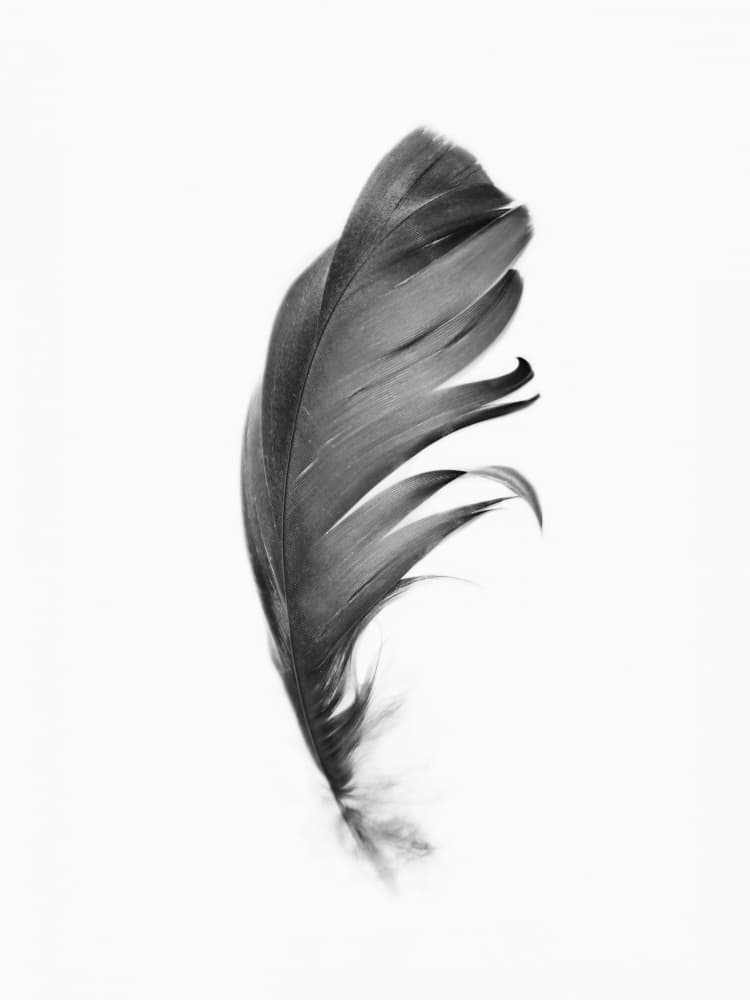 Feather by Kathrin Pienaar — canvas wall art