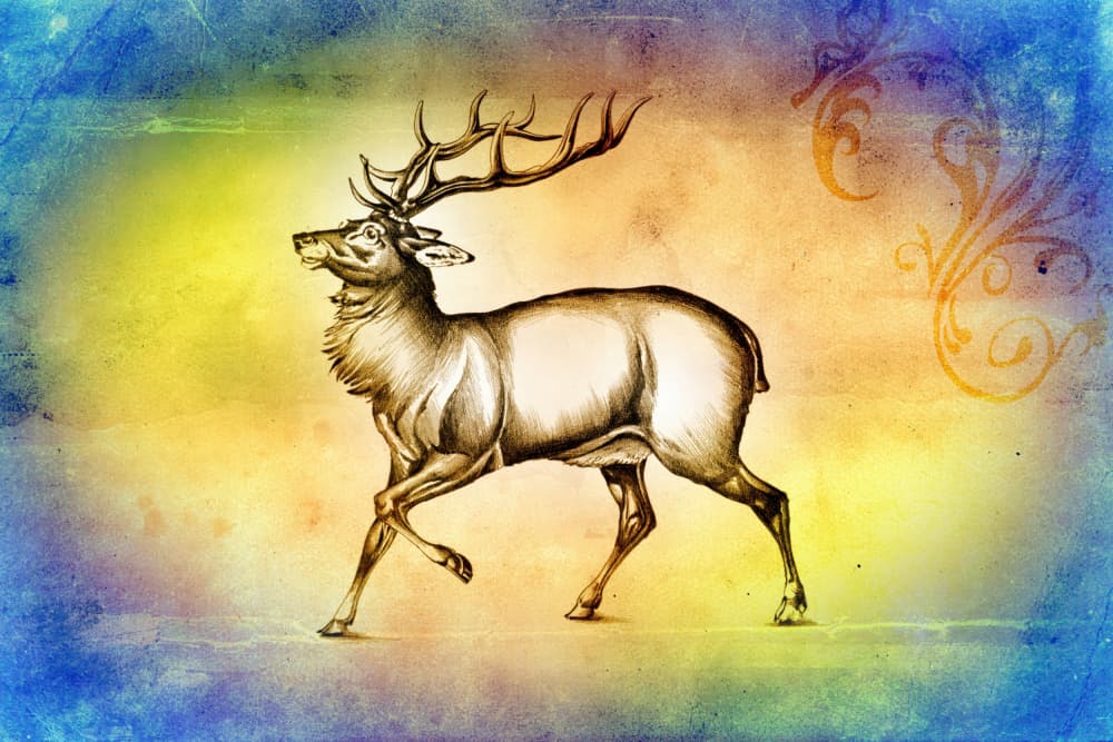 Regal Stag Illustration by Rafal Kulik — canvas wall art