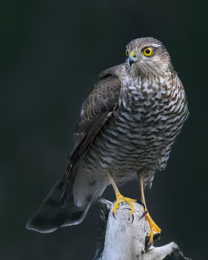 Watchful Hawk Perched by Johan Lennartsson — canvas wall art
