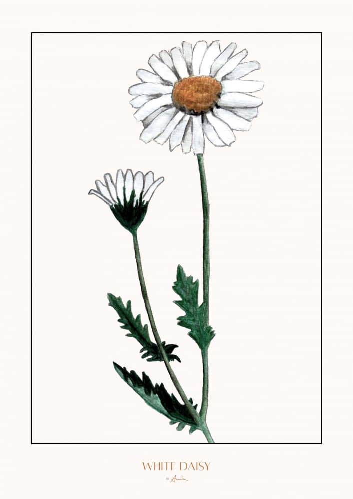 Fresh White Daisy by Annika John — canvas wall art
