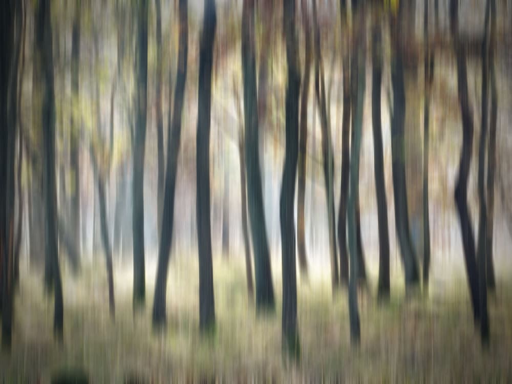 Blurred Forest Serenity by Anna Cseresnjes — canvas wall art