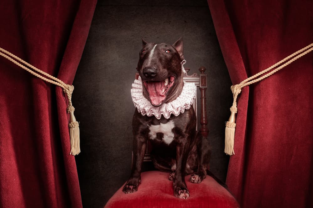 Royal Ruff Dog by Heike Willers — canvas wall art
