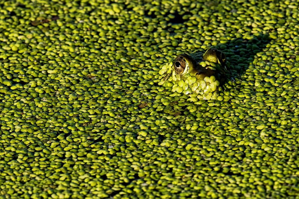 Watchful Pond Frog by Lucie Gagnon — canvas wall art