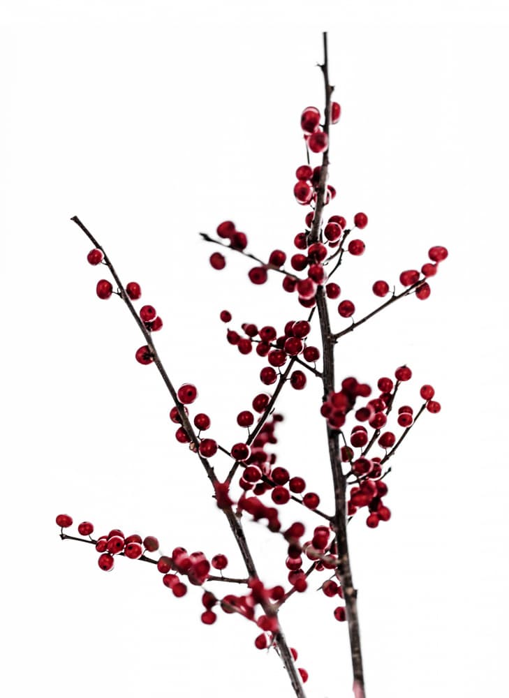 Red Berries 2 by Mareike Böhmer — canvas wall art