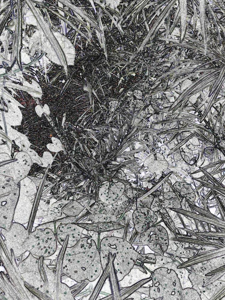 Monochrome Foliage Depths by Santhosh ch — canvas wall art