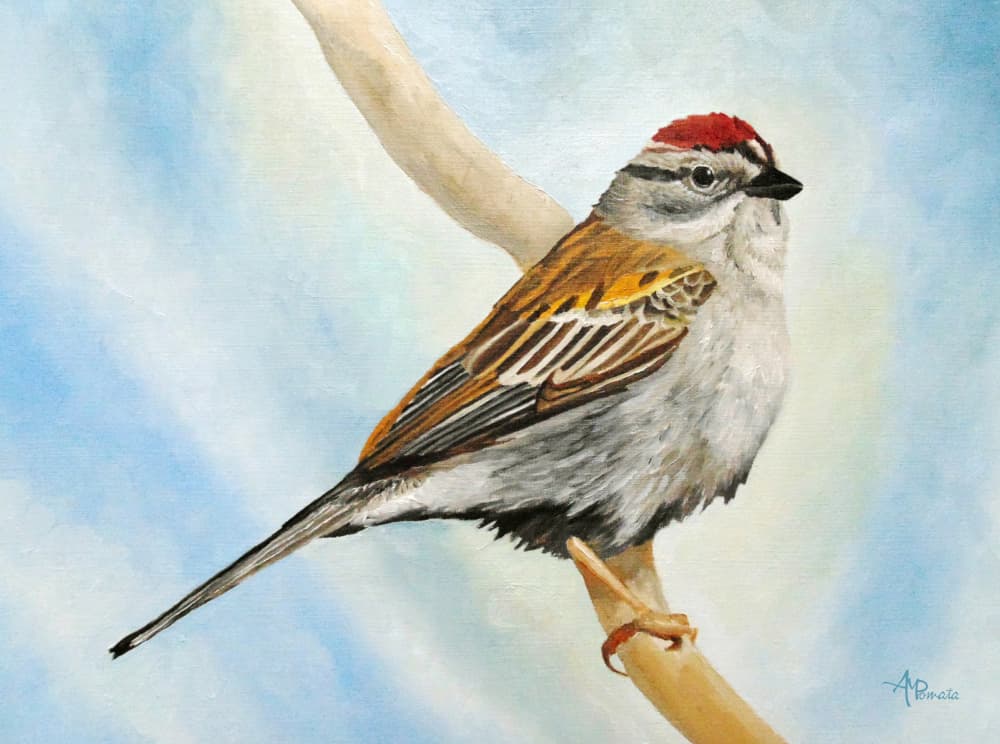 Chipping Sparrow Perched by Angeles M. Pomata — canvas wall art