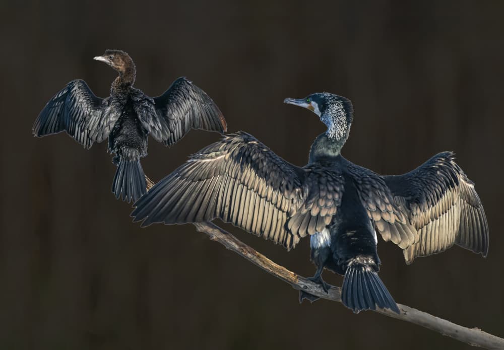Dark Cormorants Drying by Boris Lichtman — canvas wall art