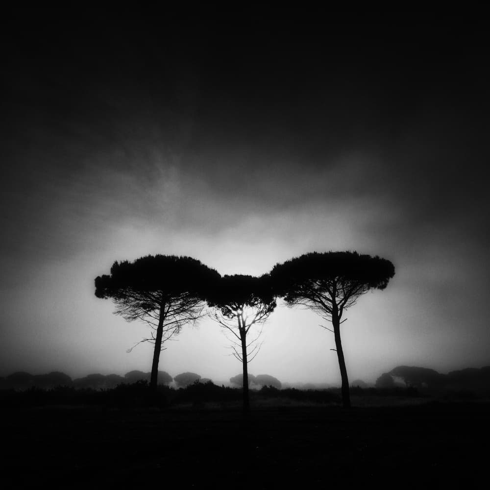 Three Silhouetted Pines by Juan Marín Gómez — canvas wall art