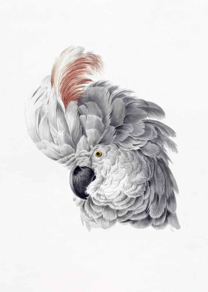 Cockatoo Head by Aert Schouman — canvas wall art
