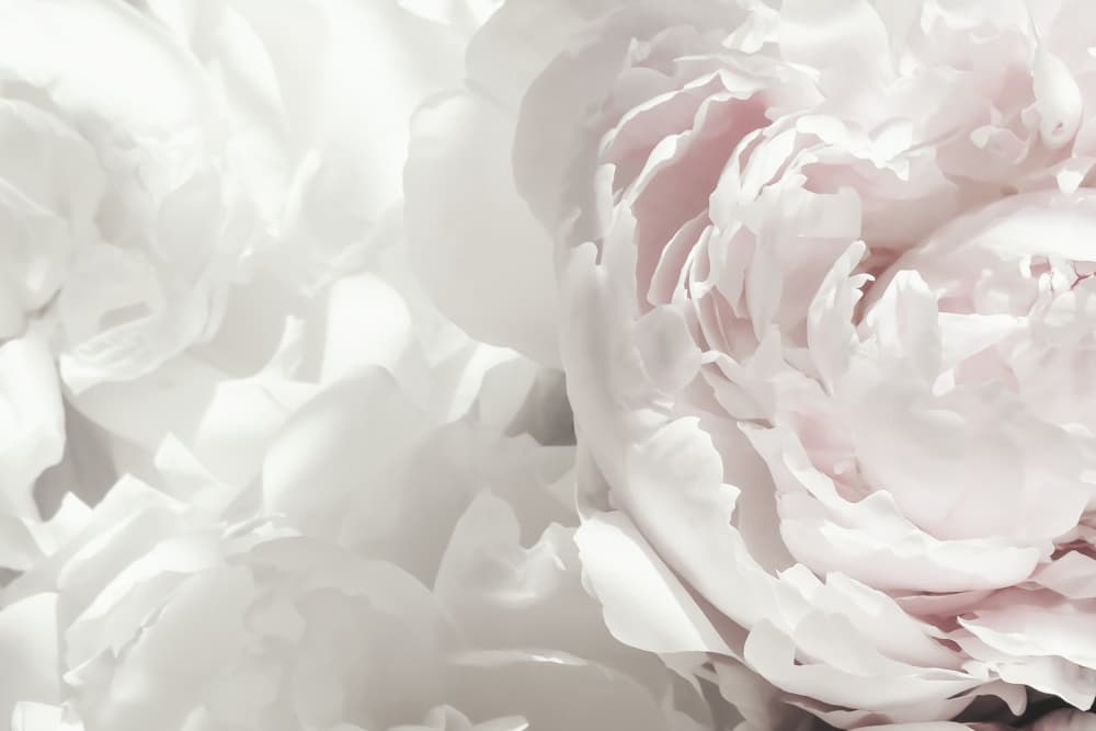 Soft Pink Peonies by Pictufy Studio III — canvas wall art