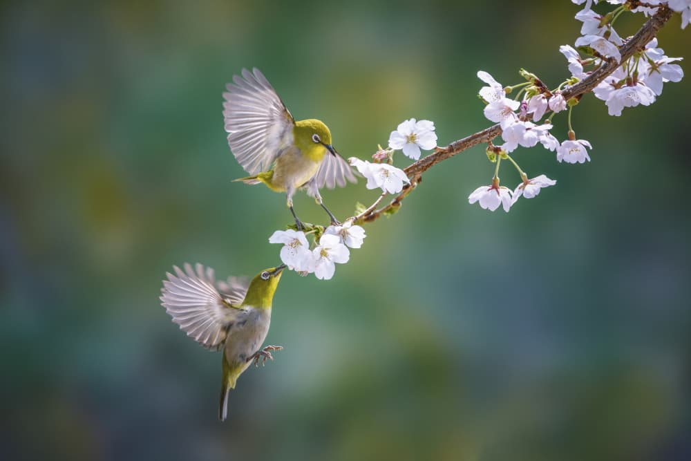 White-eyes Among Cherry Blossoms by Tiger Seo — canvas wall art
