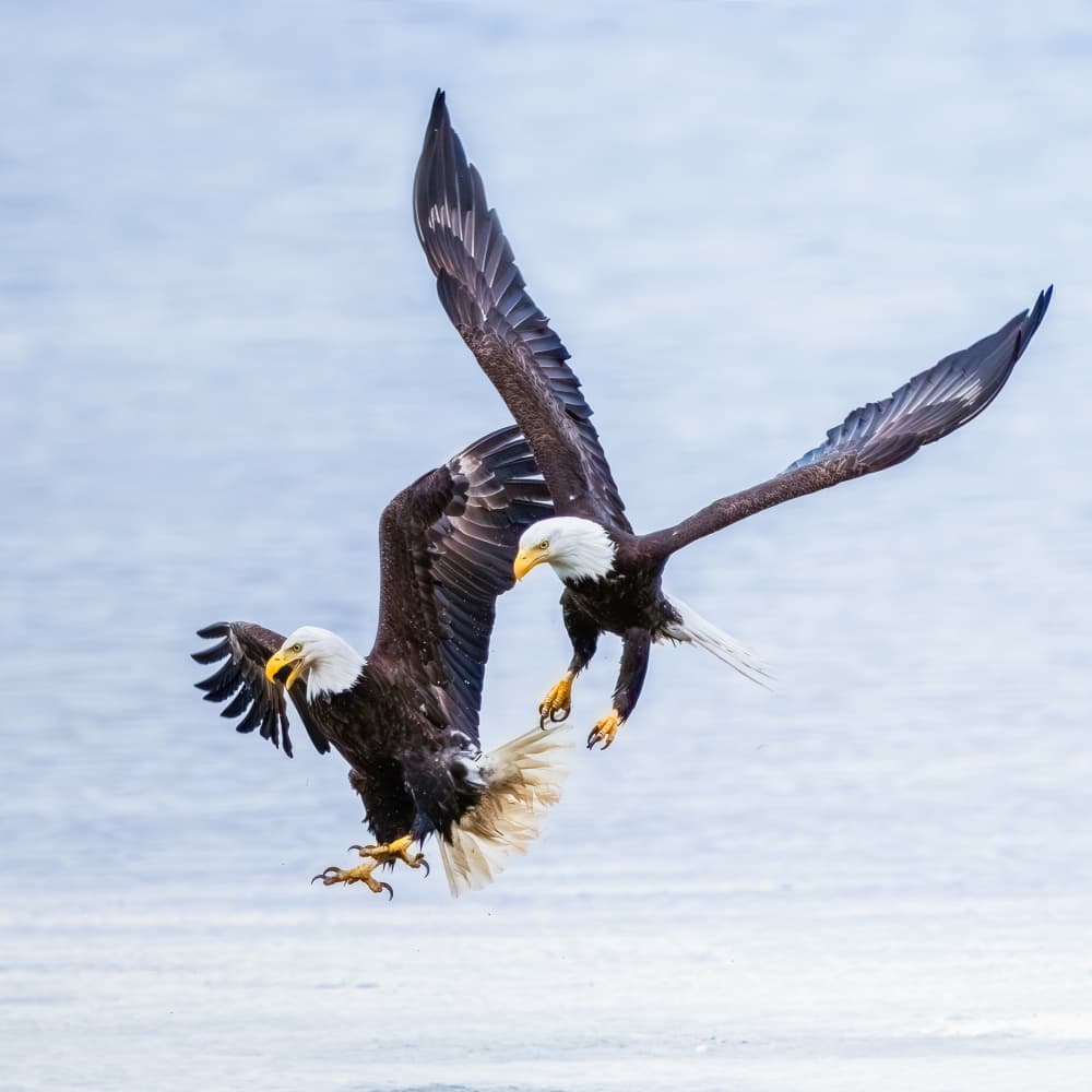 Bald Eagles Dynamic Encounter by Chuan Chen APA — canvas wall art