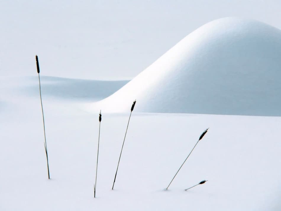 Winter Reeds in Snow by Alain Turgeon — canvas wall art