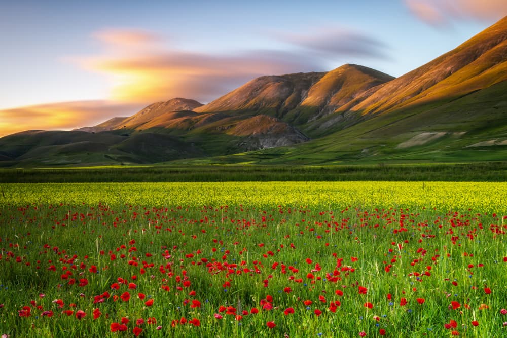 Mountain Poppy Field Sunset by Sergio Barboni — canvas wall art