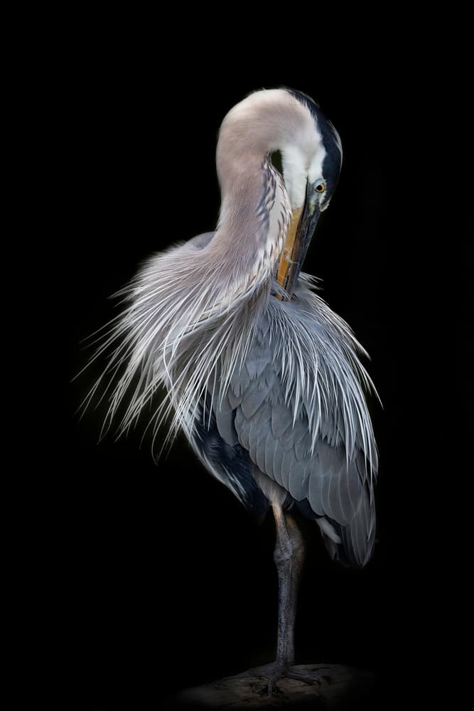 Preening Blue Heron by Linda D Lester — canvas wall art