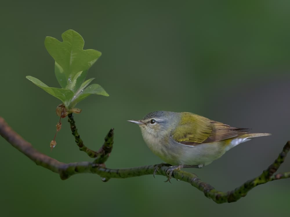 Green Bird On Branch by Jacob (Jian) Xu — canvas wall art