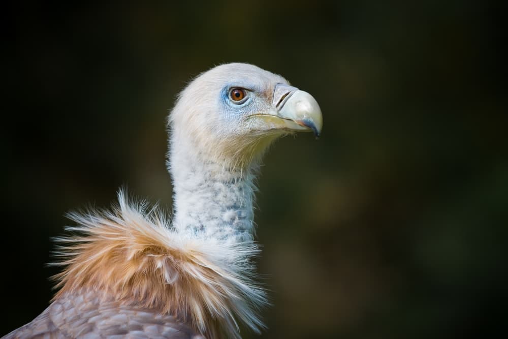 Watchful Vulture Stare by Sebastian Graf — canvas wall art