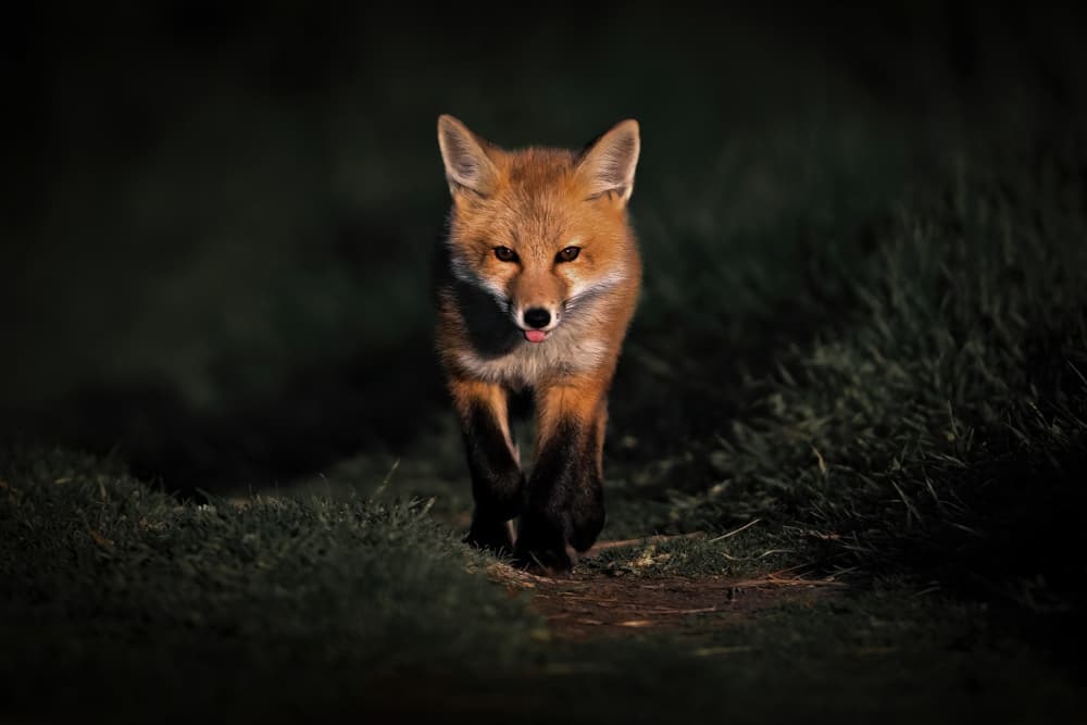 Attentive Red Fox by Rob Li — canvas wall art