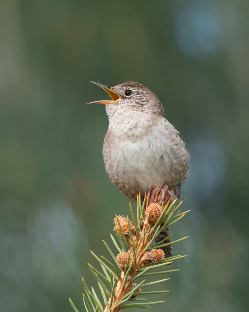 Singing Wren on Pine by Xiang yang Cui — canvas wall art