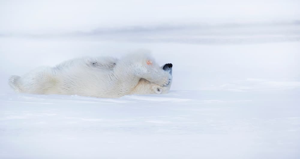 Playful Polar Bear by Phillip Chang — canvas wall art