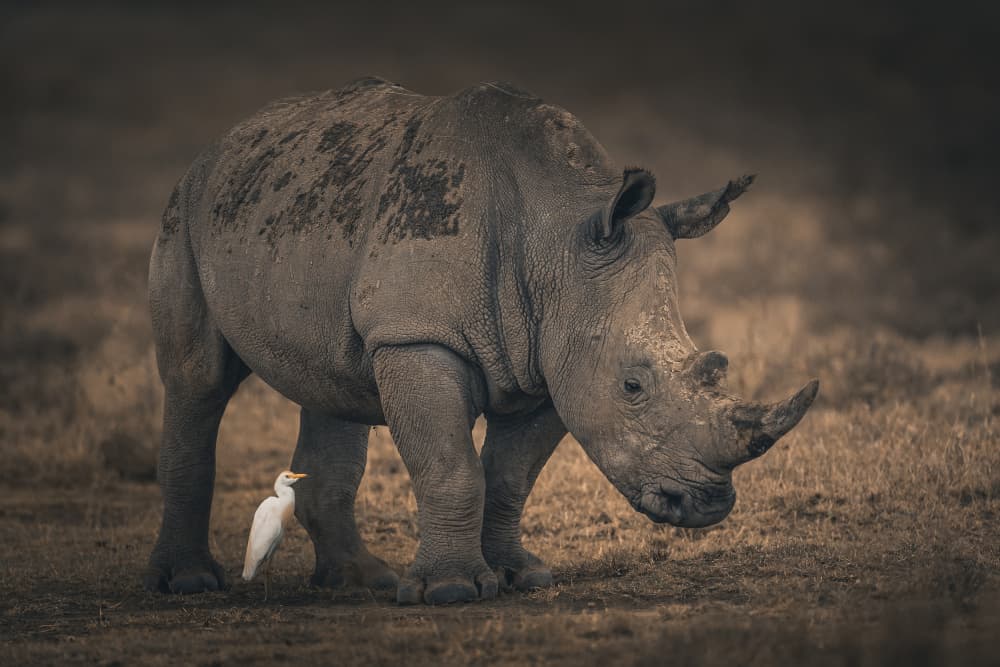 Rhino and Egret Companions by Ahmed Sobhi — canvas wall art