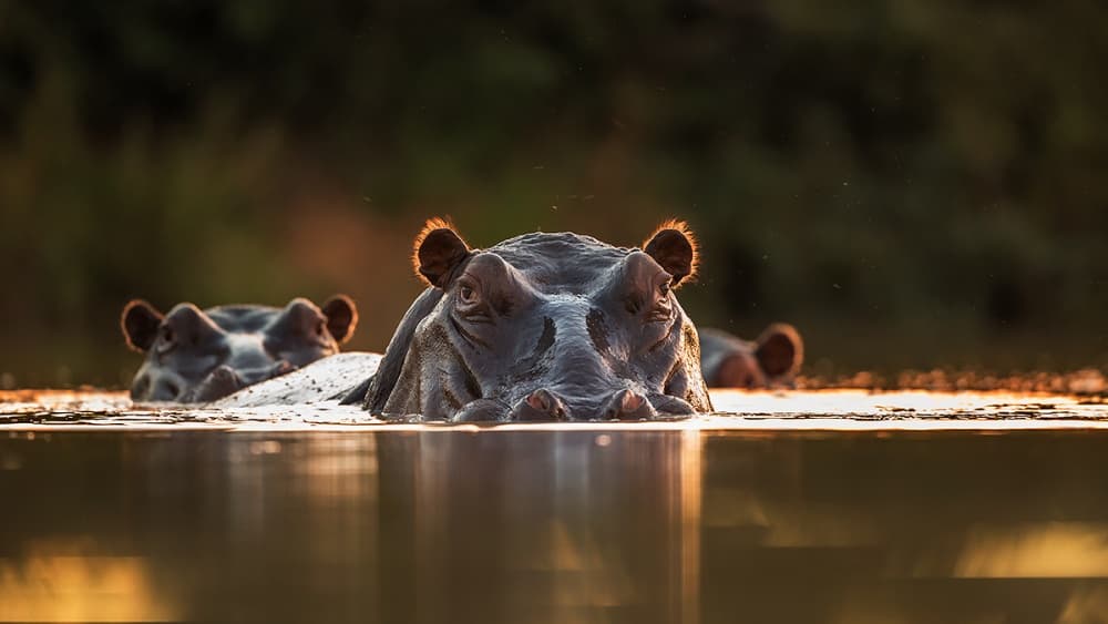 Golden Hour Hippos by Hillebrand Breuker — canvas wall art