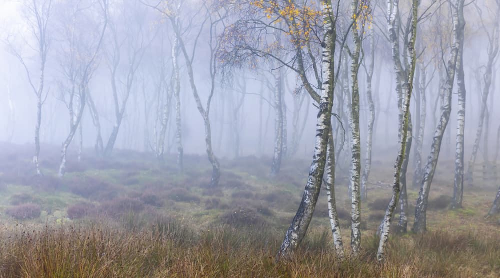 Misty Birch Forest by Hardik Pandya — canvas wall art