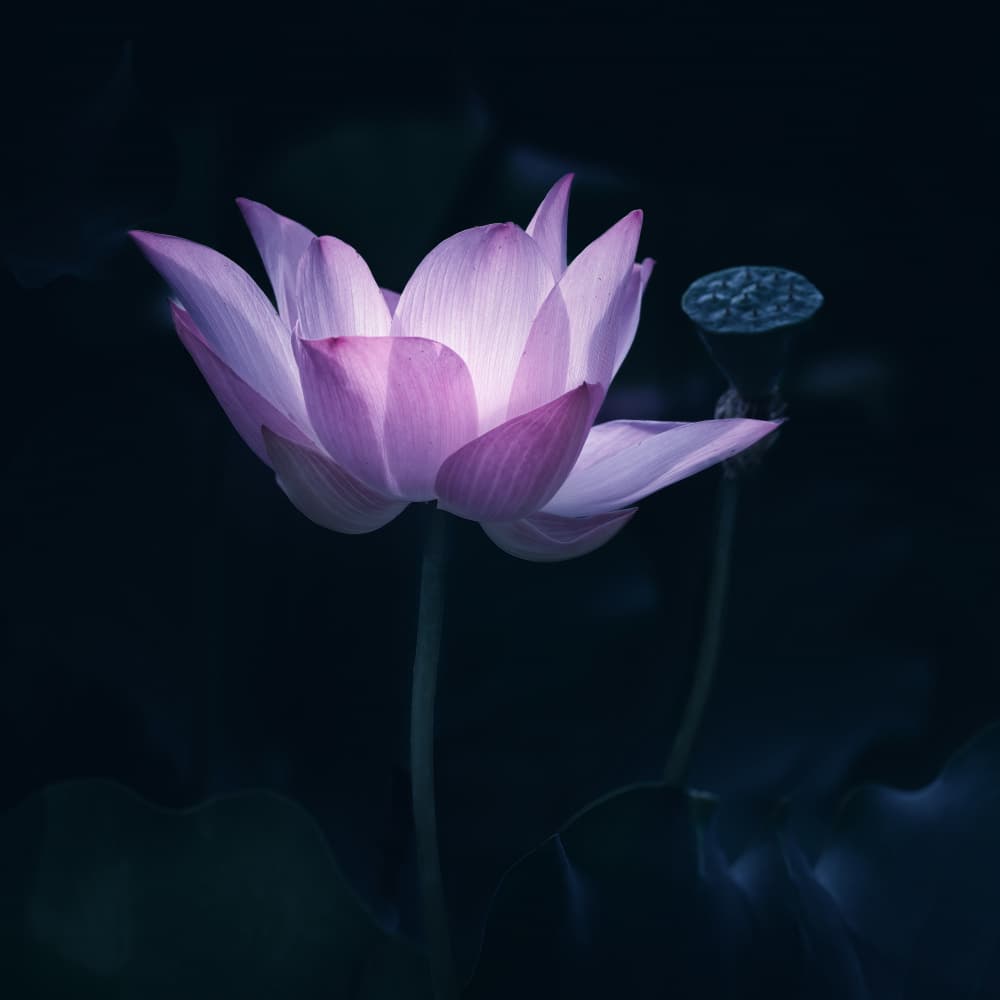 Ethereal Pink Lotus by Yun Gong — canvas wall art