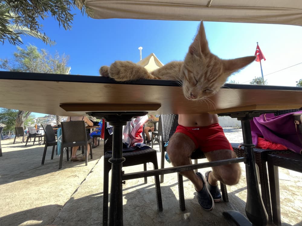 Orange Cat Beach Nap by Ali Ayer — canvas wall art