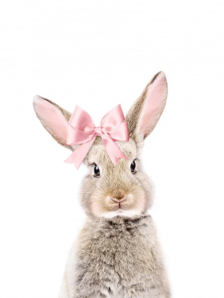 Bunny With a Bow