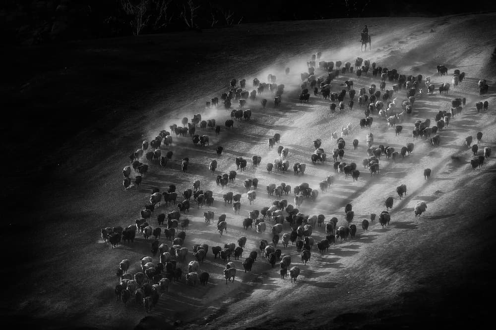 Dusty Sheep Herd by Bingo Z — canvas wall art