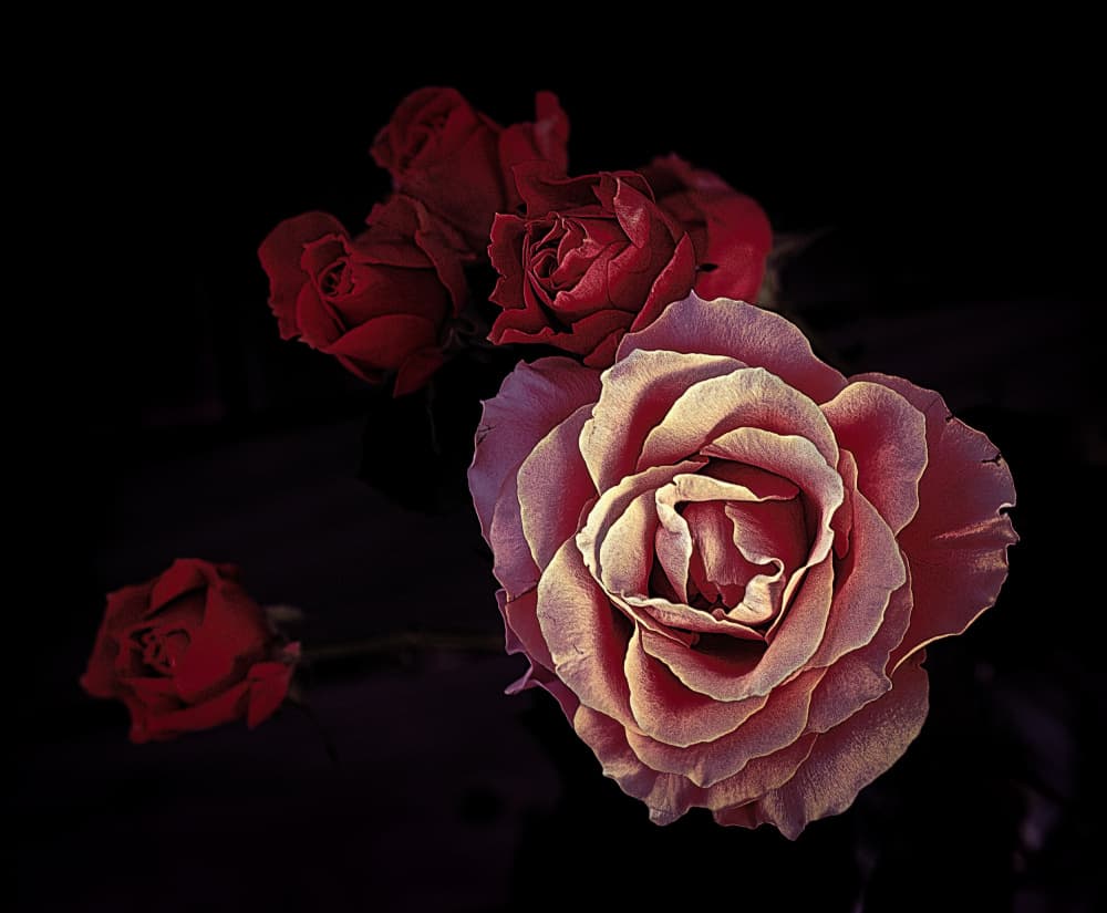 Elegant Dark Roses by Angel Julie — canvas wall art
