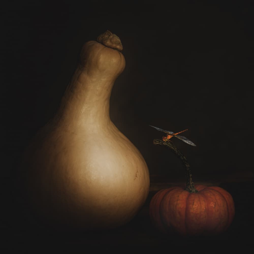 Autumn Squash Dragonfly by Cicek Kiral — canvas wall art