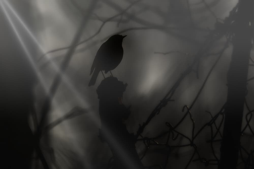 Mysterious Forest Silhouette by Stefano Scappazzoni — canvas wall art
