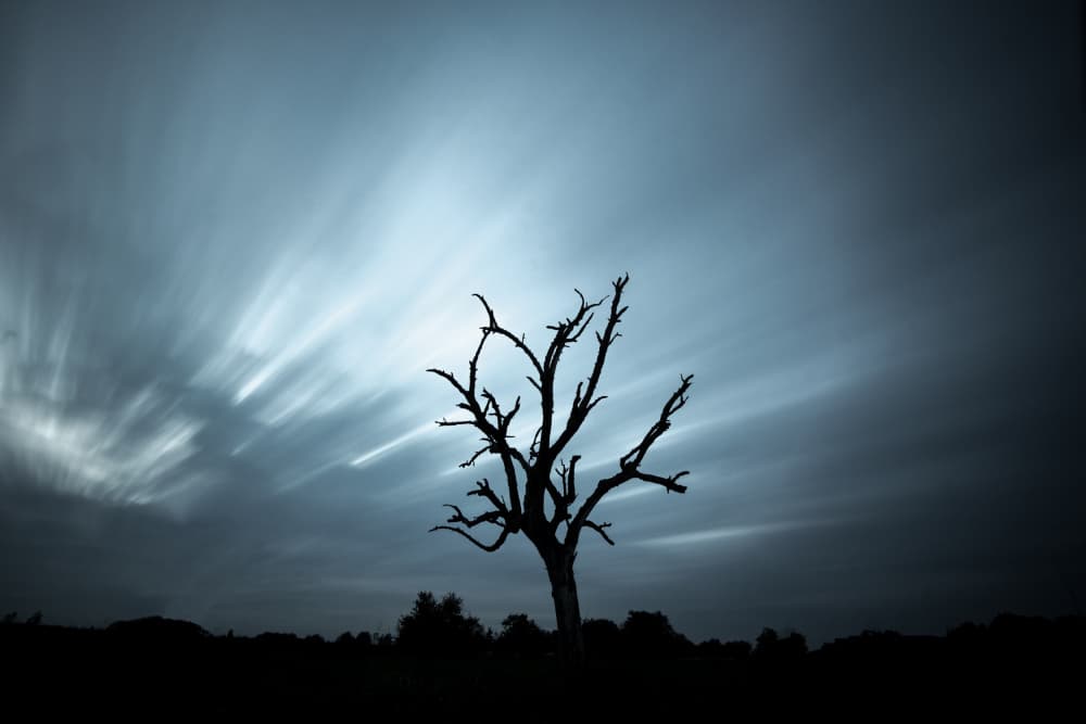 Dramatic Twilight Tree by Fred Louwen — canvas wall art