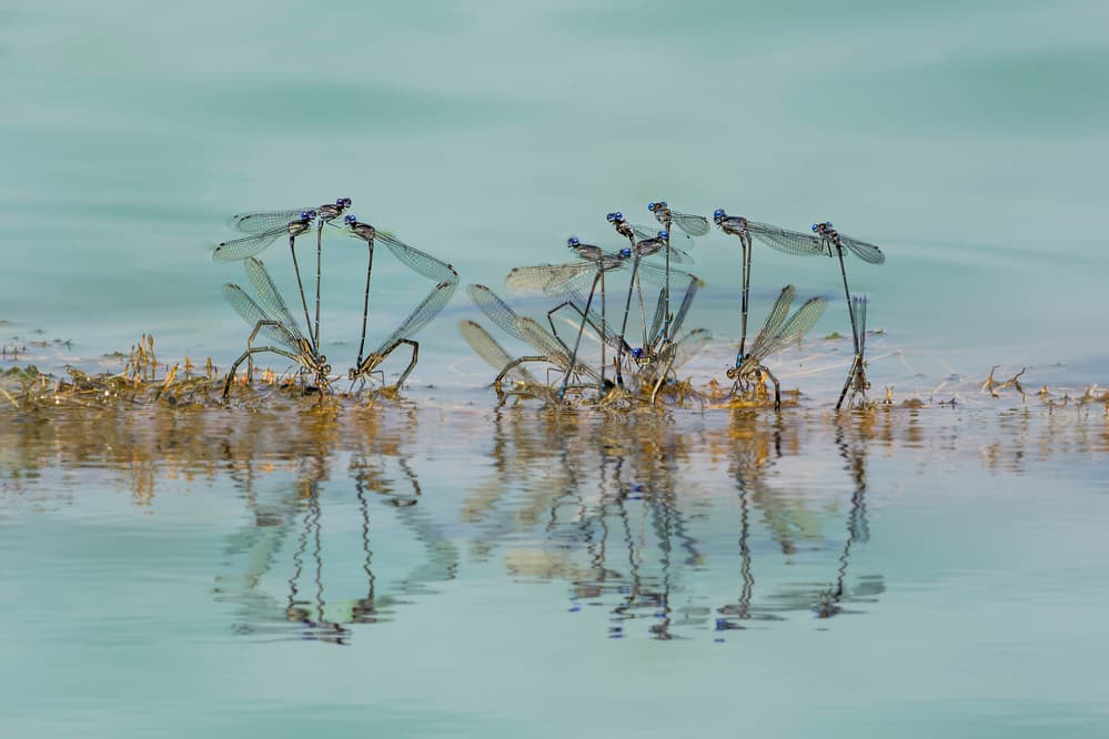 Mating Damselflies Reflection by Rob Li — canvas wall art