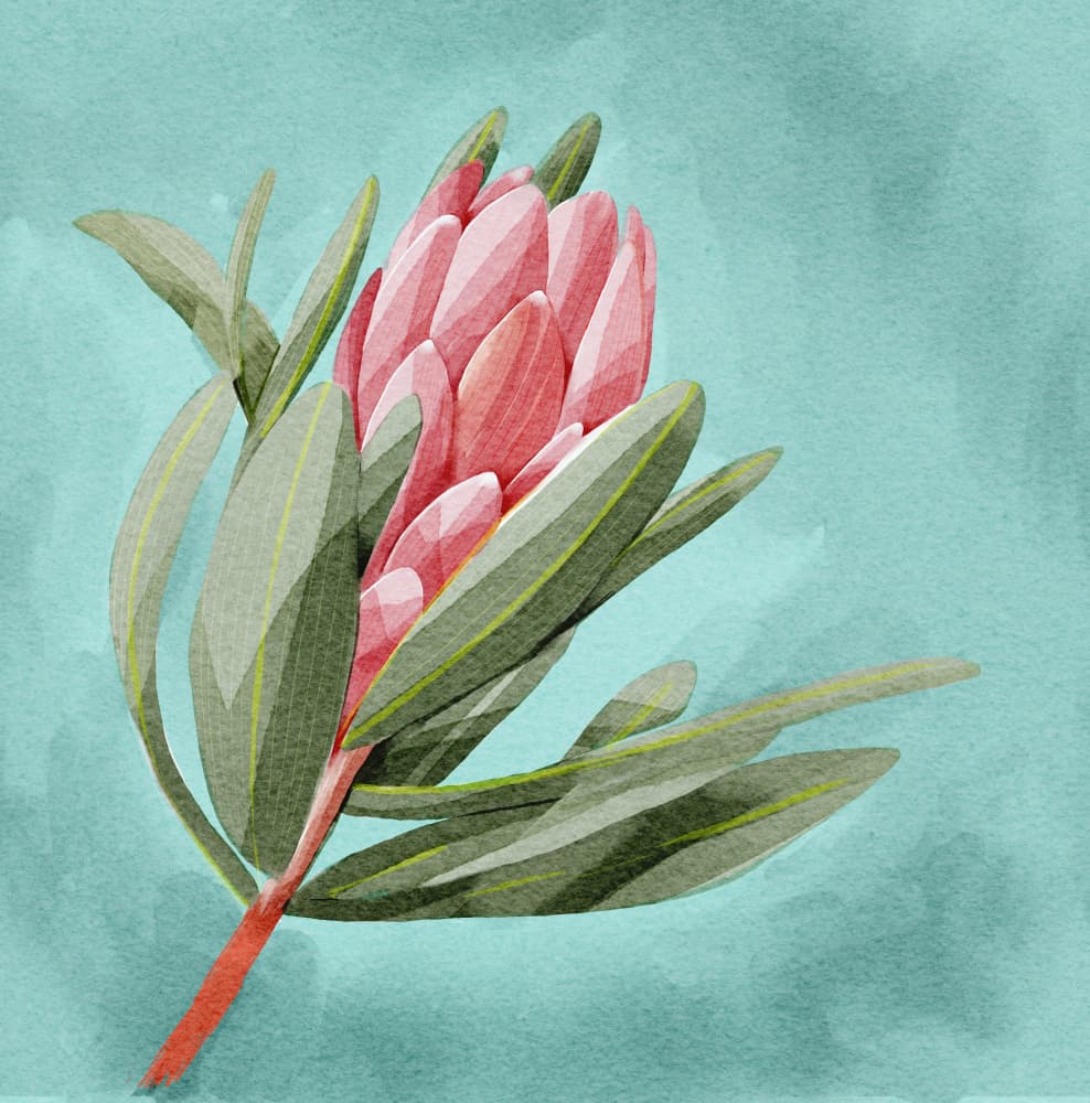 Protea by Katie O'Shea — canvas wall art