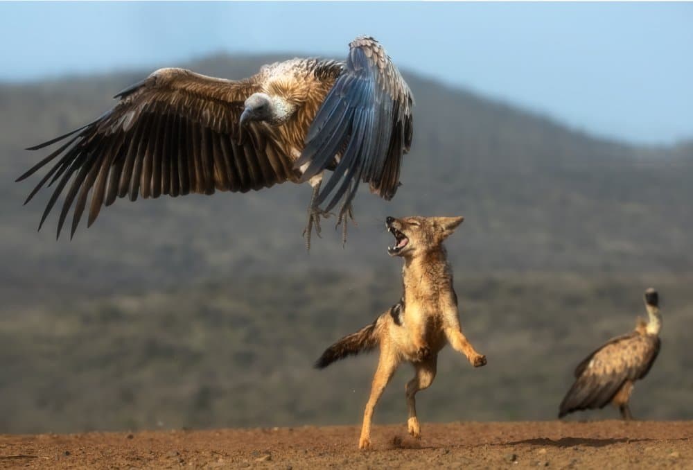 Vulture Jackal Conflict by Charlaine Gerber — canvas wall art