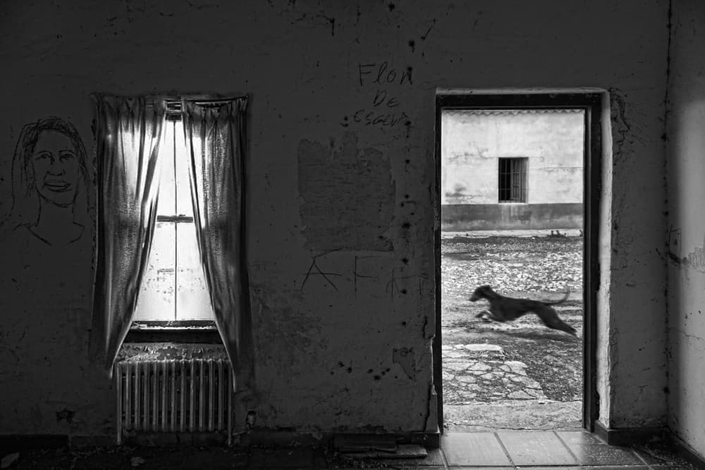 Running Dog Doorway by Jose C. Lobato — canvas wall art