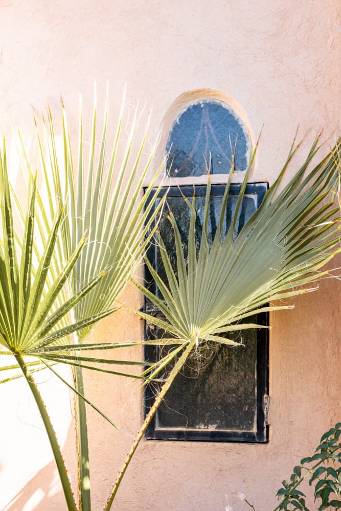 Sunlit Palm Window by Henrike Schenk — canvas wall art