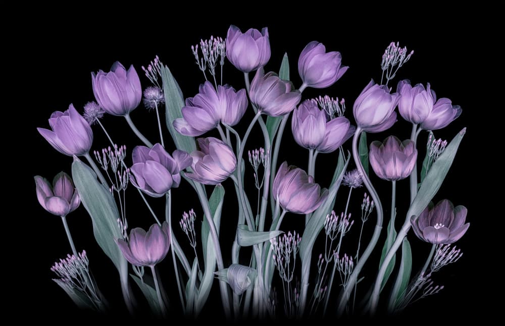 Glowing Purple Tulips by Lydia Jacobs — canvas wall art