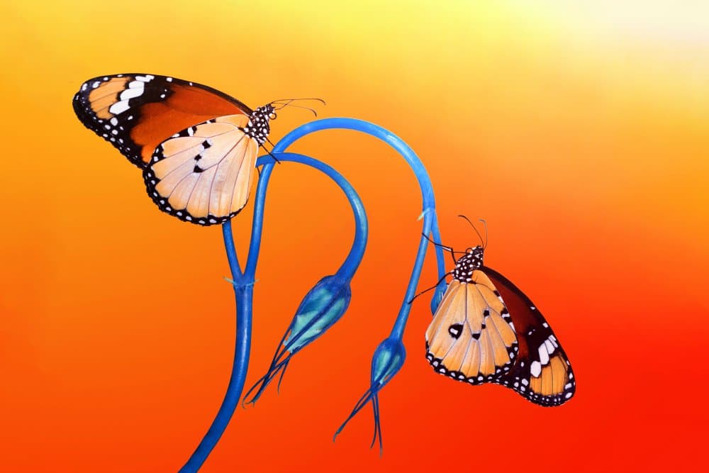 Vibrant Butterfly Pair by Mustafa öztürk — canvas wall art