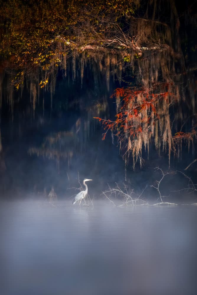 Heron In Morning Mist by Ti Wang — canvas wall art