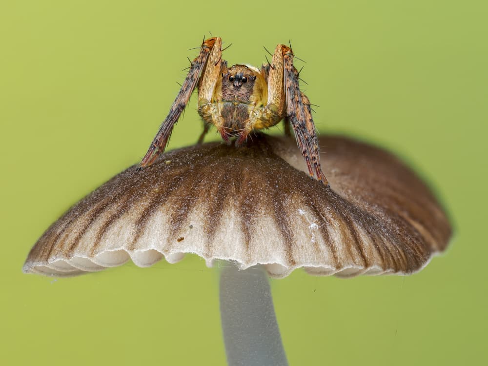 Spider on Mushroom by HuongHoang — canvas wall art