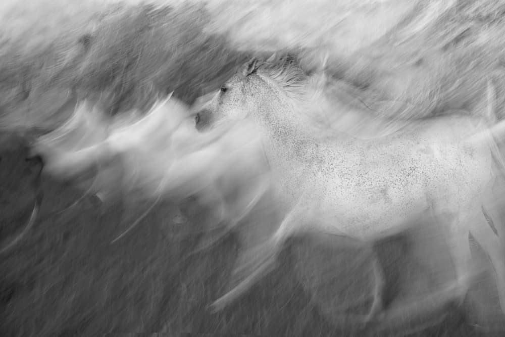 Dynamic White Horse by Milan Malovrh — canvas wall art