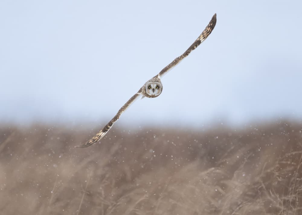 Winter Owl's Direct Gaze by Tony Xu — canvas wall art