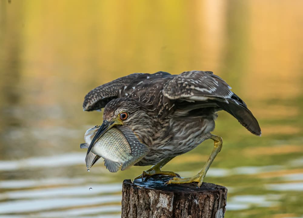 Heron's Big Catch by Boris Lichtman — canvas wall art