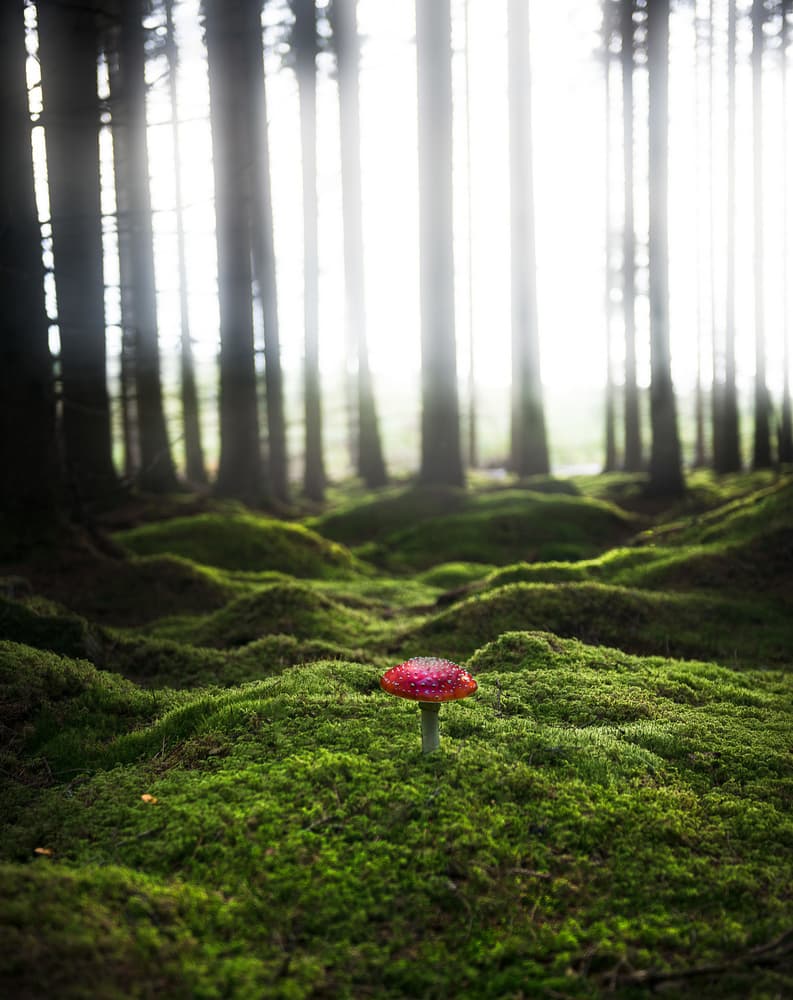 Enchanted Forest Mushroom by Christian Lindsten — canvas wall art